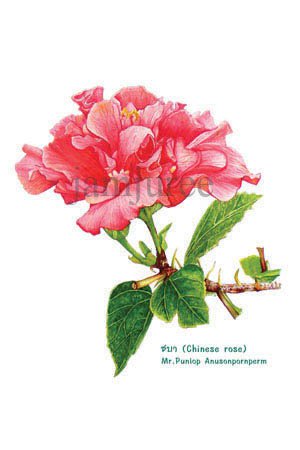 ภาพวาดสีน้ำดอกชบา (กุหลาบจีน) ภาพวาดทางวิทยาศาสตร์ ภาพวาดทางการแพทย์ ภาพวาดสีน้ำ รับสอนสีน้ำ สอนวาดรูป พัลลภ อนุสนธิ์พรเพิ่ม มหาวิทยาลัยมหิดล ศิริราช