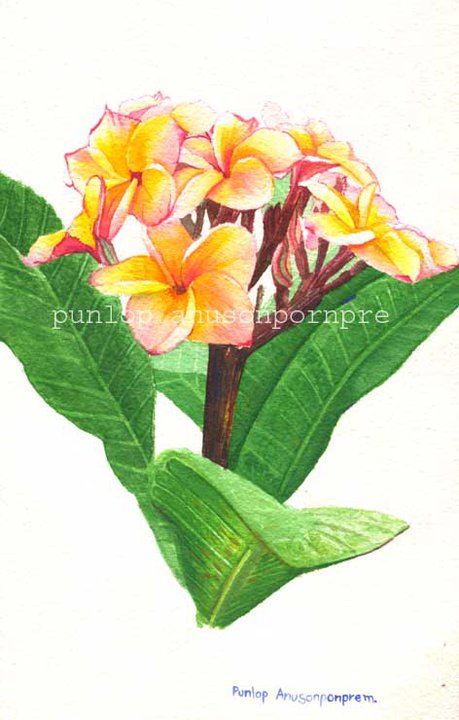 ภาพวาดสีน้ำดอกลีลาวดี คนวาดภาพวิทยาศาสตร์ จบการศึกษาจากมหาวิทยาลัยมหิดล ภาพวาดทางการแพทย์ พัลลภ อนุสนธิ์พรเ่พิ่ม สีน้ำ watercolour on paper