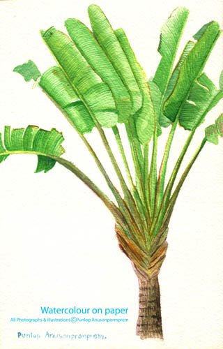 ภาพสีน้ำกล้วยไม้พัด เทคนิคสีน้ำบนกระดาษ Watercolour on paper พัลลภ อนุสนธิ์พรเพิ่ม ภาพวาดทางพฤษาศาสตร์ ภาพวาดทางวิทยาศาสตร์ ภาพวาดดอกไม้ ภาพวาดทางการแพทย์