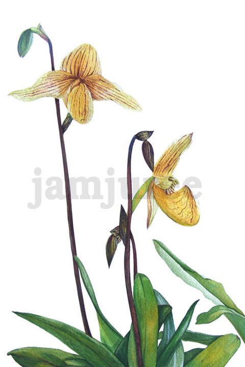 ภาพวาดสีน้ำกล้วยไม้รองเท้านารี สีน้ำบนกระดาษ พัลลภ อนุสนธิ์พรเพิ่ม ภาพวาดกล้วยไม้ ภาพวาดทางพฤษาศาสตร์ เด็กมหิดล