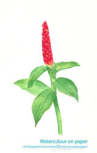 ภาพวาดสีน้ำเอื้อยหมายนา สีน้ำบนกระดาษ ภาพวาดทางพฤษาศาสตร์ พัลลภ อนุสนธิ์พรเพิ่ม ภาพวาดทางวิทยาศาสตร์ มหาวิทยาลัยมหิดล ศิริราช