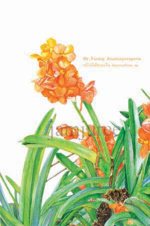ภาพวาดสีน้ำกล้วยไม้สกุลเข็ม ภาพวาดทางพฤษาศาสตร์ พัลลภ อนุสนธิ์พรเพิ่ม