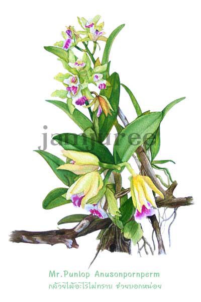 ภาพวาดสีน้ำกล้วยไม้ ภาพวาดทางวิทยาศาสตร์ ภาพวาดทางการแพทย์ พัลลภ อนุสนธิ์พรเพิ่ม