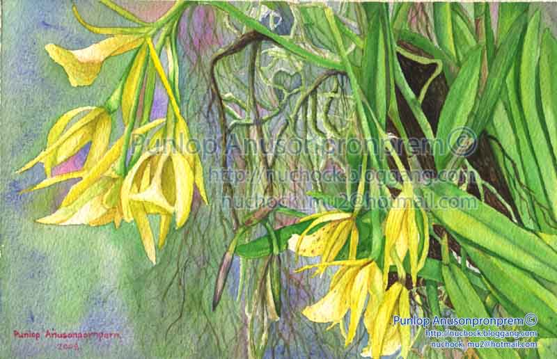 ภาพวาดสีน้ำ กล้วยไม้สีเหลือง