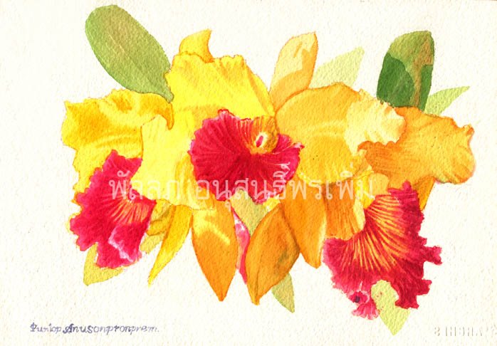 ภาพวาดสีน้ำกล้วยไม้แคทรียาเหลืองปากแดง