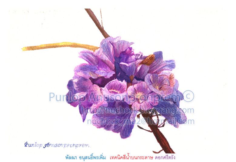 ภาพวาดสีน้ำ ดอกศรีตรัง ดอกไม้ประจำมหาวิทยาลัยสงขลานครินทร์ มอออ ภาพวาดทางวิทยาศาสตร์ พัลลภ อนุสนธิ์พรเพิ่ม
