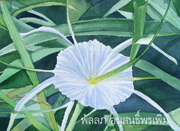 ต้นพลับพลึง