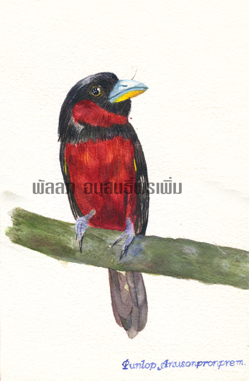 ภาพวาดสีน้ำ นางพญาปากกว้างอกแดง พัลลภ อนุสนธิ์พรเพิ่ม นักวาดภาพประกอบ นักวาดภาพนก อาจารย์สอนสีน้ำ เด็กมหิดล คนชอบวาดภาพ งานศิลปะ