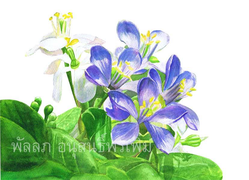 ดอกแก้วเจ้าจอม ภาพวาดโบทานิคอล ภาพวาดวิทยาศาสตร์ พัลลภ อนุสนธิ์พรเพิ่ม