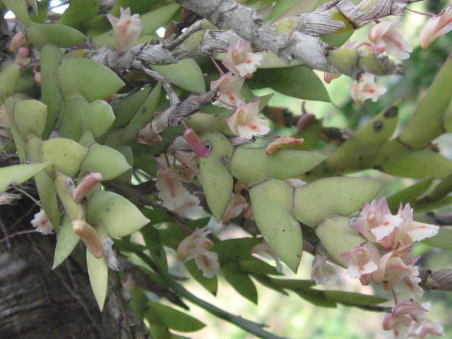 http://www.bloggang.com/data/n/nulaw-08/picture/1259403276.jpg