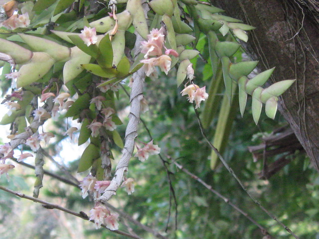 http://www.bloggang.com/data/n/nulaw-08/picture/1259403349.jpg