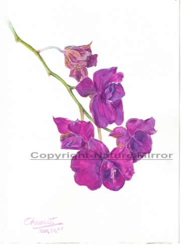 ขอบคุณภาพวาดจากhttp://www.bloggang.com/data/naturemirror/picture/1196831169.jpg