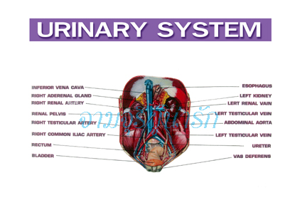 urinary