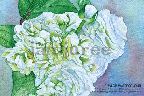 http://www.bloggang.com/data/nuchock/picture/1251713506.jpg