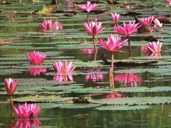 สาธุรัวๆ ปาฏิหาริย์บารมี!!"หลวงปู่รอด" อาจารย์"หลวงพ่อเอี่ยม" ก้าวเดินบนใบบัวได้ ไม่มีตก!!