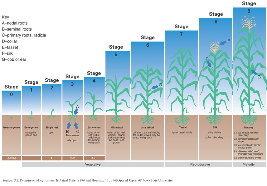 ข้าวโพดสี่เม็ด
