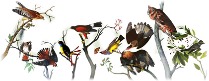 John James Audubon �ú�ͺ�ѹ�Դ ���� ���� �ٴٺͧ