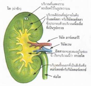 โรคไต ไตวาย ไตอักเสบ อาหารบำรุงไต