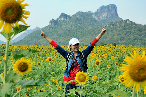 ทุ่งทานตะวัน เขาจีนแล ลพบุรี สถานที่ท่องเที่ยวลพบุรี ที่เที่ยวลพบุรี ชมดอกไม้ ทุ่งทานตะวันบาน ณ เขาจีนแล