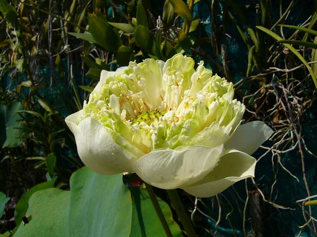 http://www.bloggang.com/data/rojin/picture/1212157333.jpg