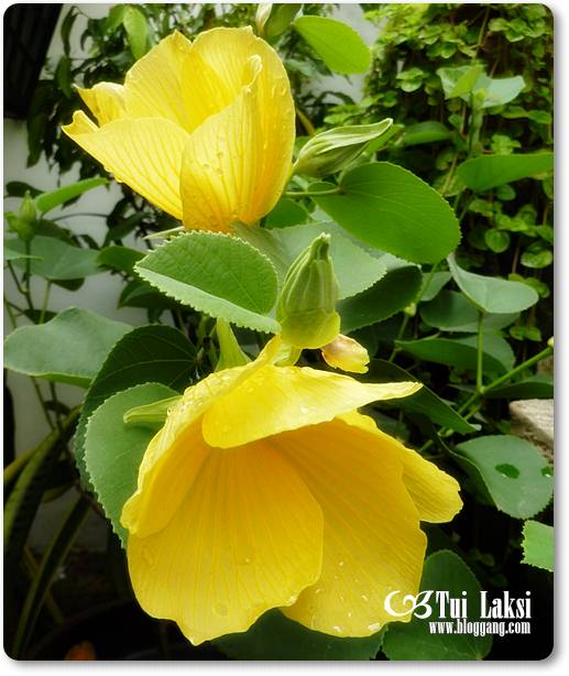 My Image 42