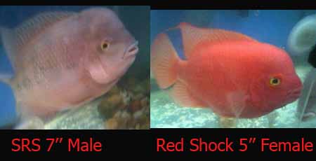 super red syn