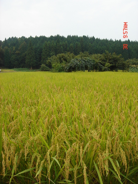 http://www.bloggang.com/data/wachirachai/picture/1194743100.jpg