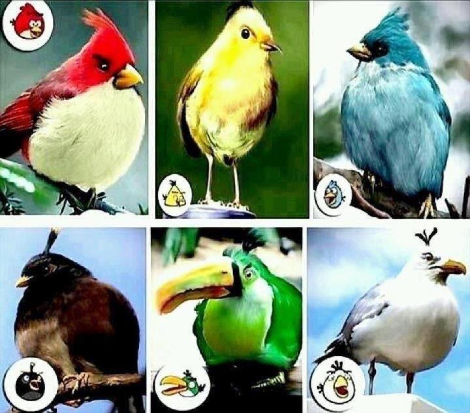 Angrybirds