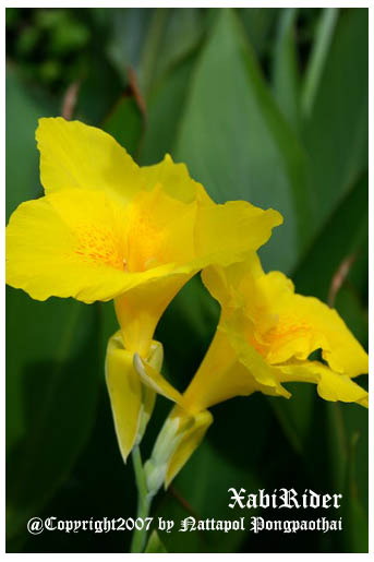 Yellow Ivy