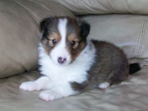 bloggang com ไม ไผ สวย เชดแลนด ช พด อก shetland sheepdog keeshond growth chart