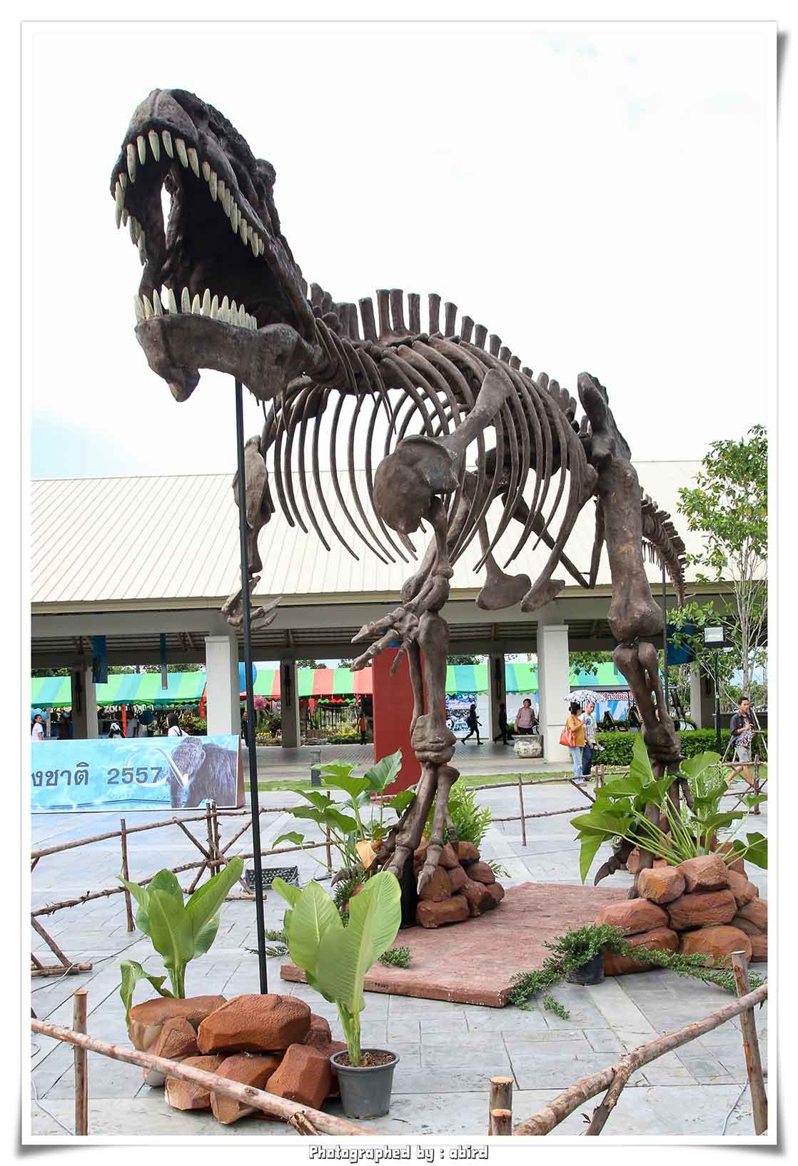 Bloggang.com : ถปรร : กิกาโนโตซอรัส กาโรลินิอี (Giganotosaurus Carolinii) Bloggang.Com : ถปรร : กิกาโนโตซอรัส กาโรลินิอี (Giganotosaurus Carolinii)