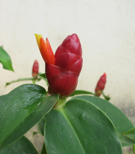 My Image 11