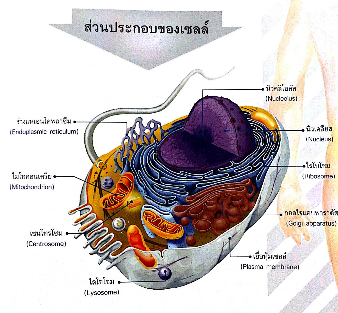 My Image 4