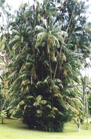 หลาวชะโอน หลาโอน หลาวชะโอนทุ่ง Oncosperma horrida