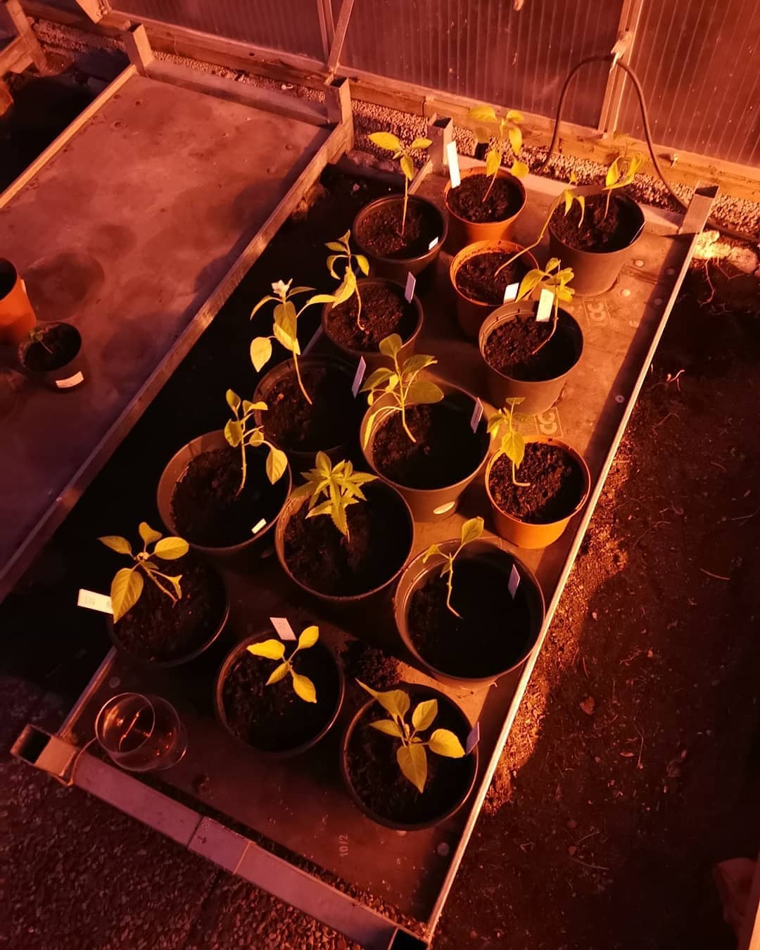 seeding tomatos