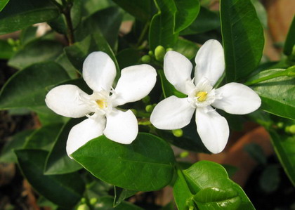 พุดซ้อน (Gardenia Crape Jasmine)