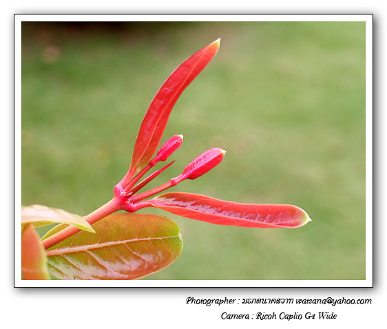 My Image 72