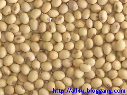 ถั่วเหลือง SOY BEANS