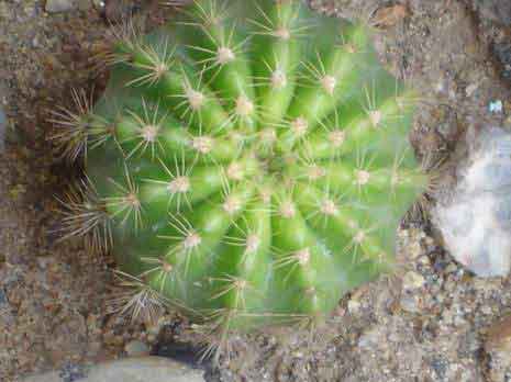 แคลตัส แคนตัส กระบองเพชร แคทตัส cactus แคคตัส