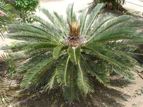ปรงจีน ปรงญี่ปุ่น สาคูปาล์ม Sago palm
