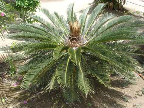 çչ ç Ҥٻ Sago palm