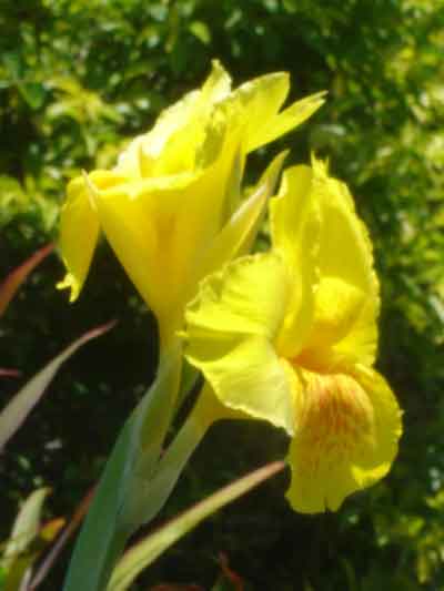 พุทธรักษา Canna Lily