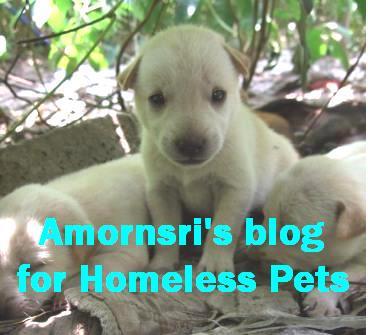  amornsriblog for Homeless pets 