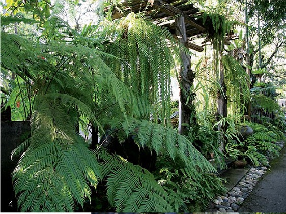 fern-paradise