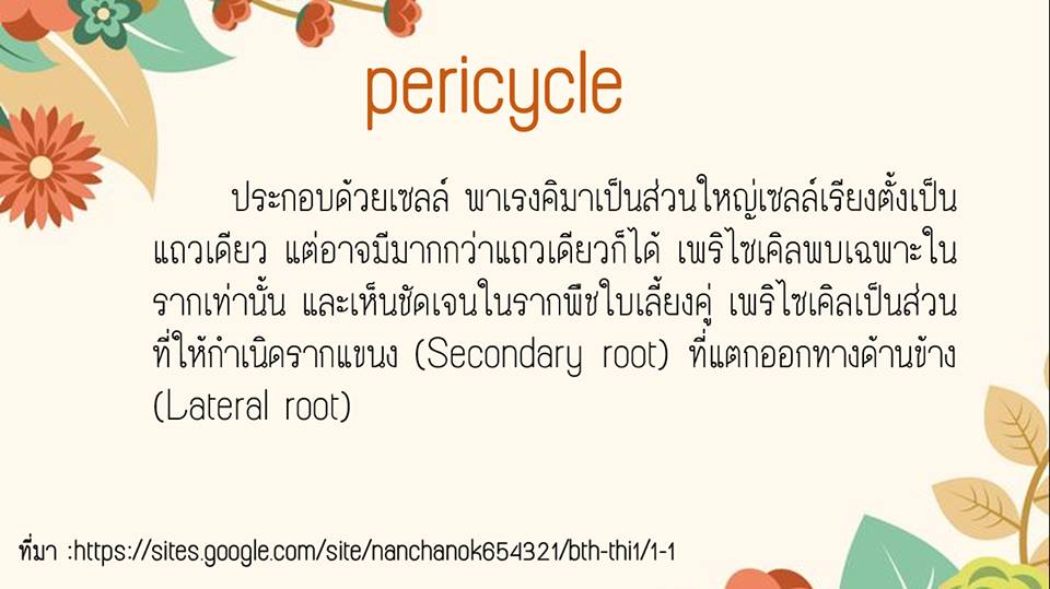 pericycle