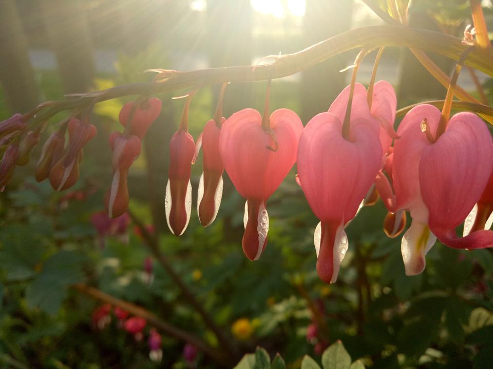 Lamprocapnos spectabilis (bleeding heart or Asian bleeding-heart)