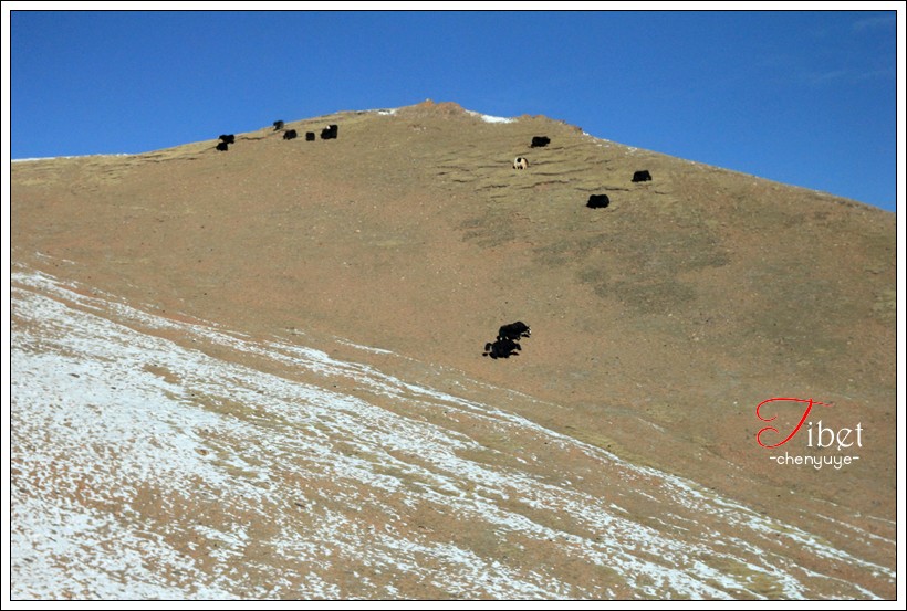 Tibet