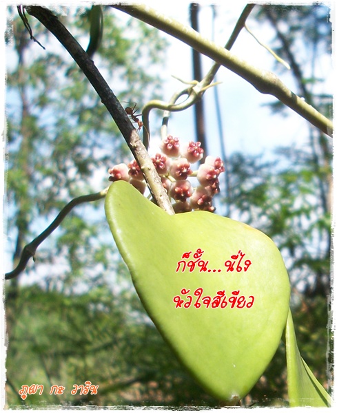 My Image 27