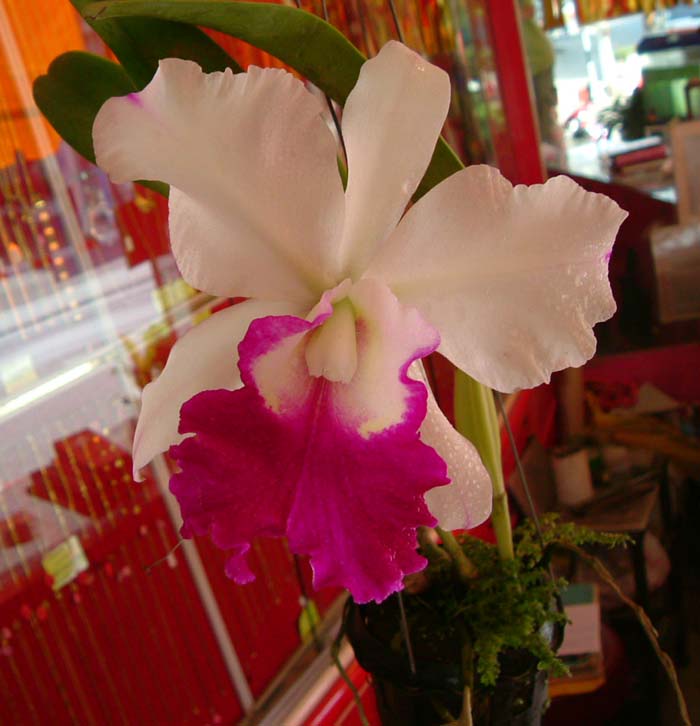 My Image 68