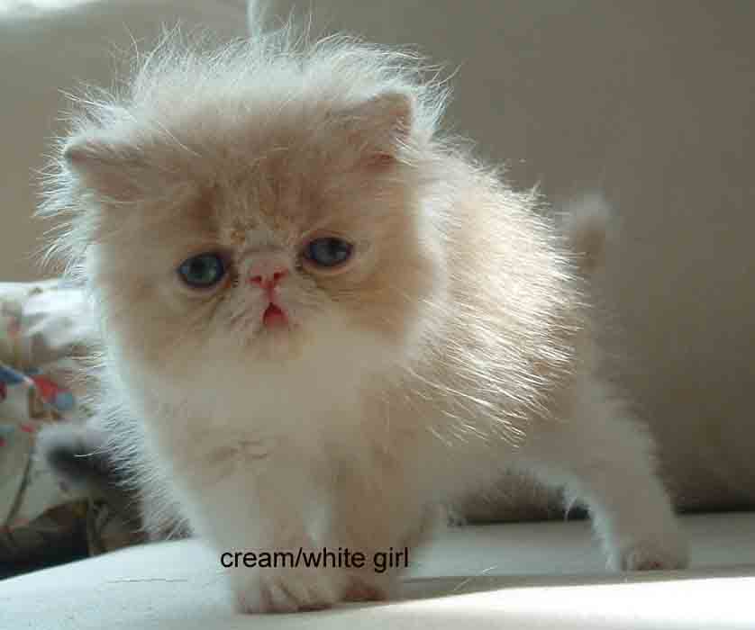 My Image 44